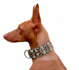 Galguita Amelie Martingale Dog Collar, Jeans, 5 cm Wide